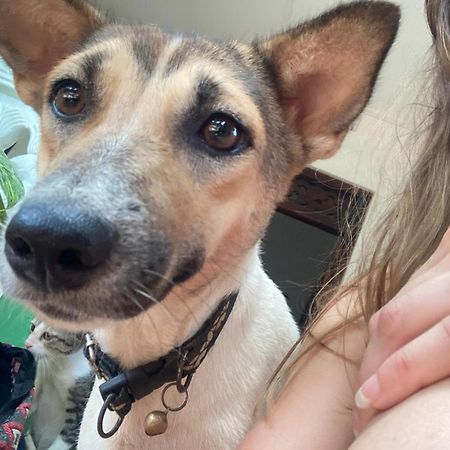 Alass Ga For Pets Lovers Trincomalee Esterno foto