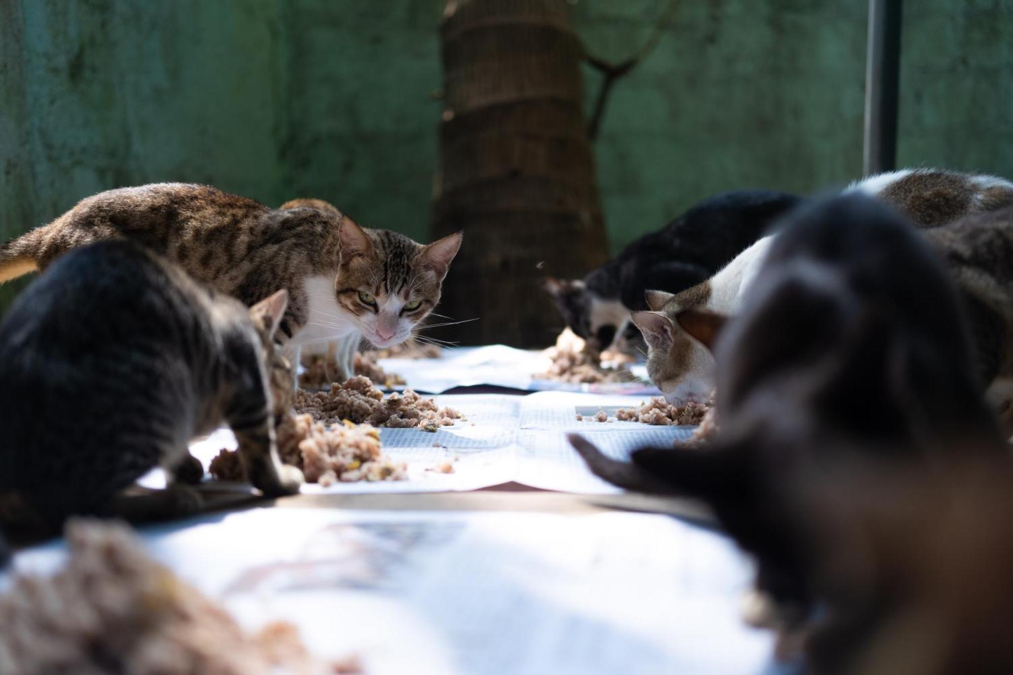 Alass Ga For Pets Lovers Trincomalee Esterno foto
