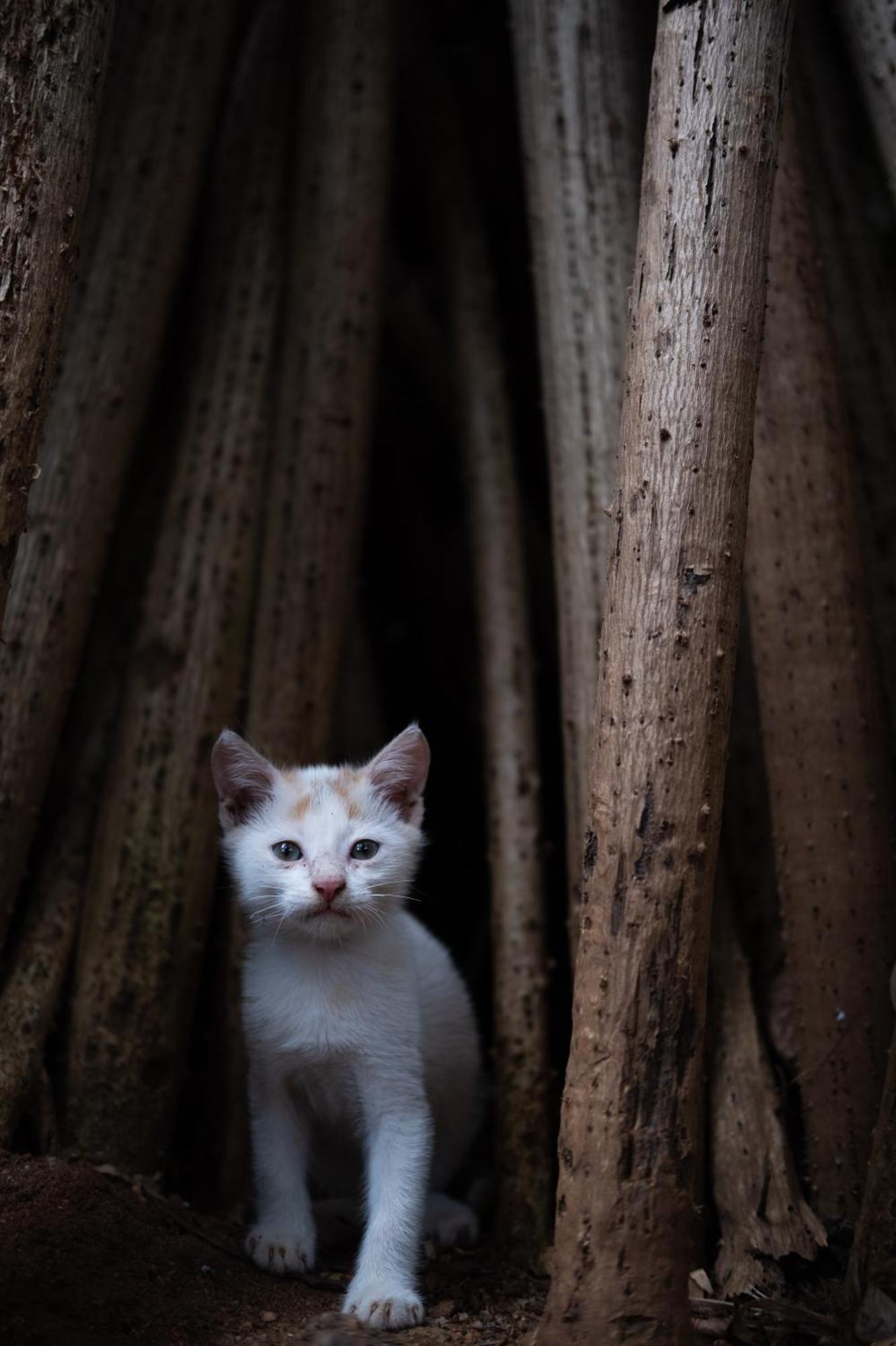 Alass Ga For Pets Lovers Trincomalee Esterno foto