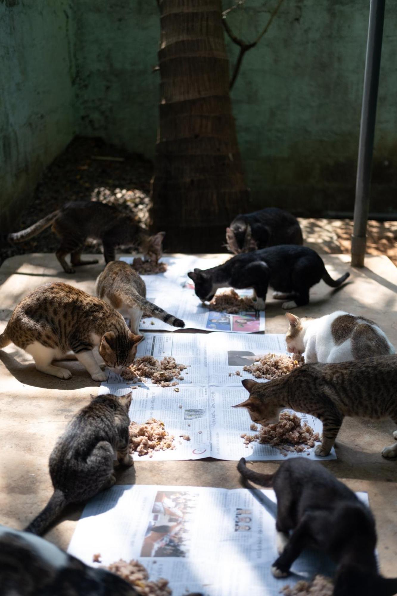 Alass Ga For Pets Lovers Trincomalee Esterno foto