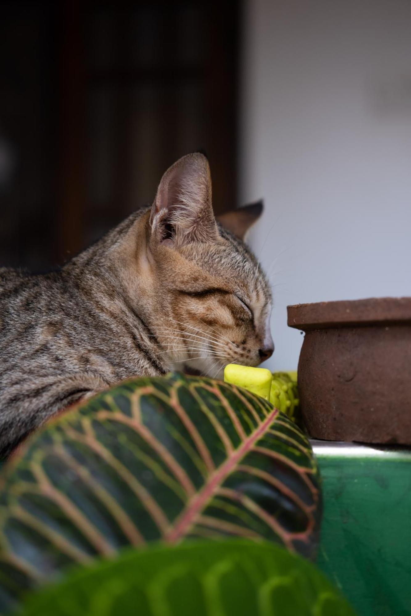 Alass Ga For Pets Lovers Trincomalee Esterno foto