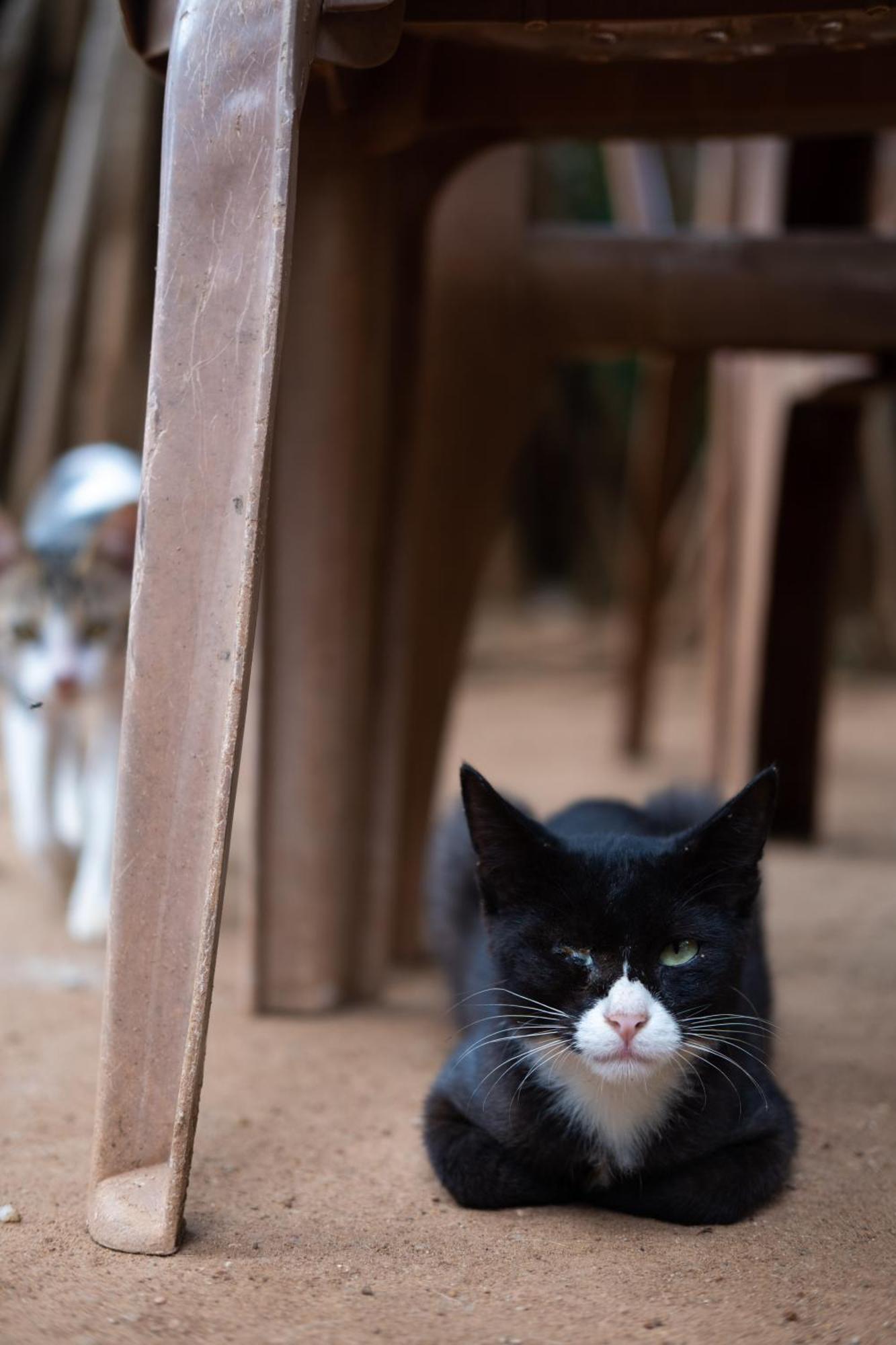 Alass Ga For Pets Lovers Trincomalee Esterno foto