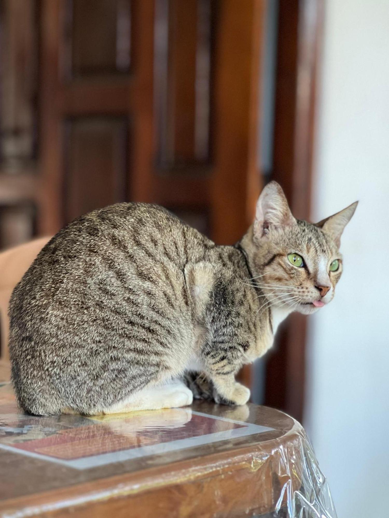 Alass Ga For Pets Lovers Trincomalee Esterno foto