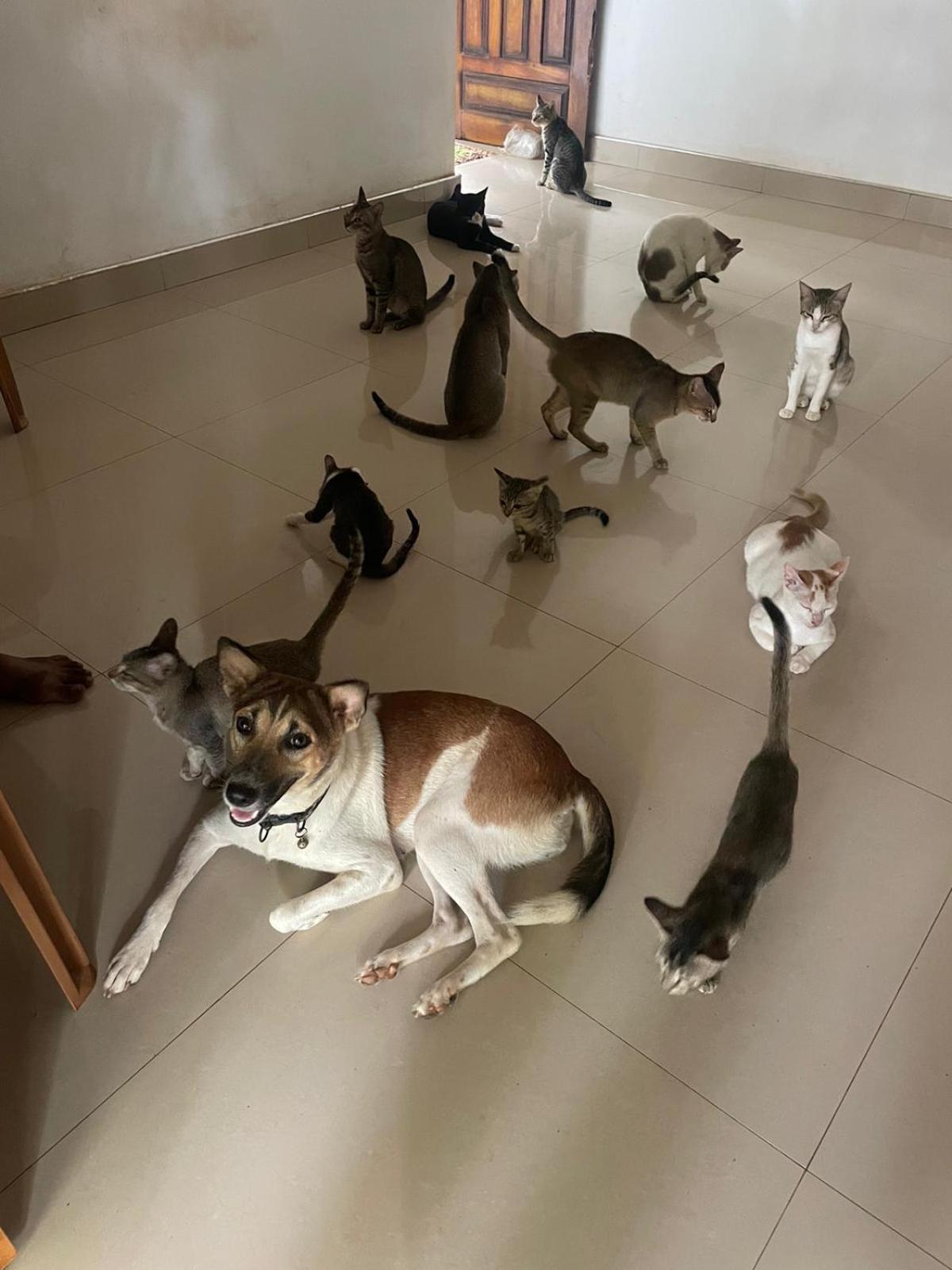 Alass Ga For Pets Lovers Trincomalee Esterno foto