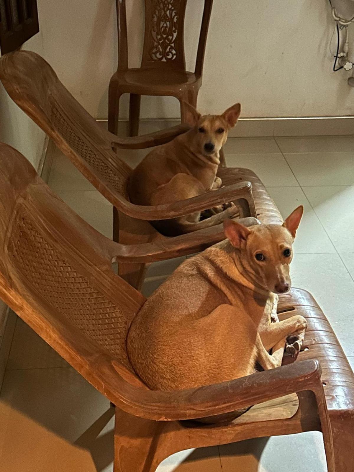 Alass Ga For Pets Lovers Trincomalee Esterno foto