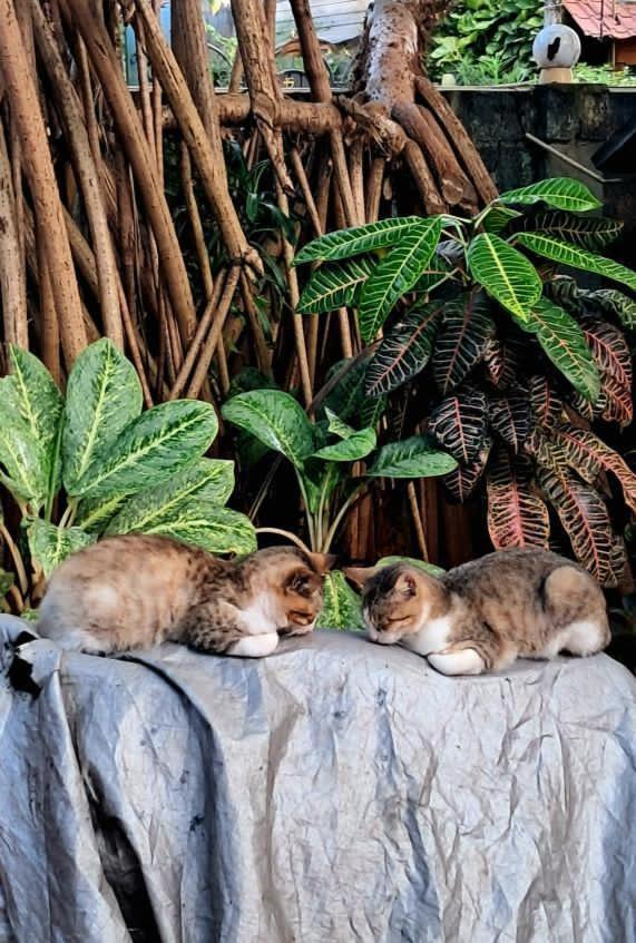 Alass Ga For Pets Lovers Trincomalee Esterno foto