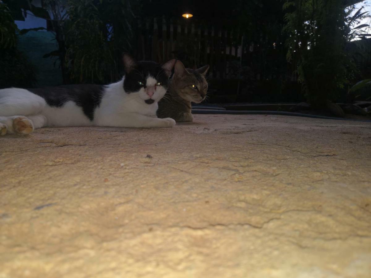 Alass Ga For Pets Lovers Trincomalee Esterno foto